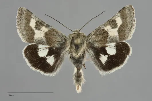 Schinia suetus