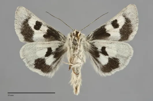Schinia suetus
