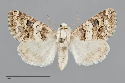 Schinia tertia