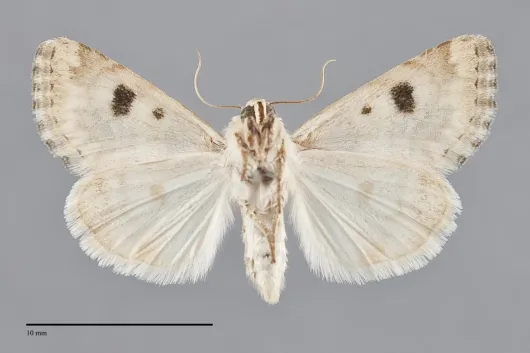 Schinia tertia