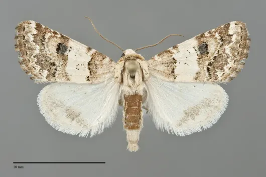 Schinia tertia