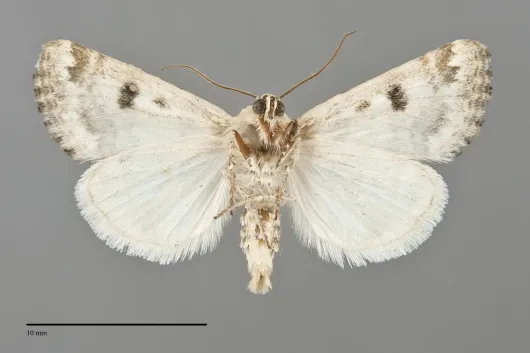 Schinia tertia