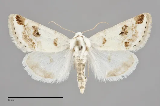 Schinia unimacula