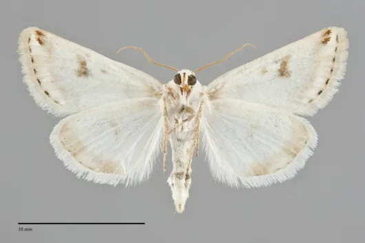 Schinia unimacula