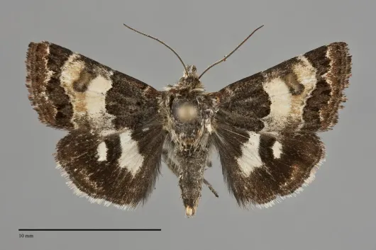 Schinia vacciniae