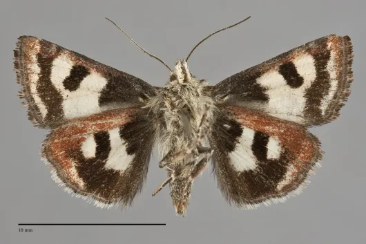 Schinia vacciniae