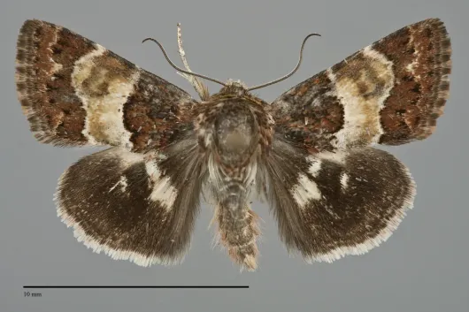 Schinia vacciniae