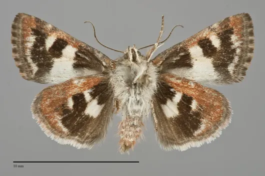 Schinia vacciniae