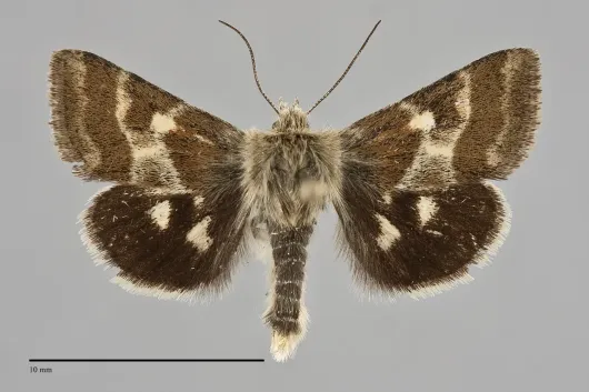 Schinia villosa