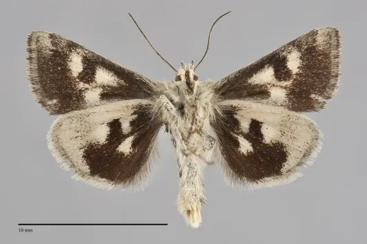 Schinia villosa