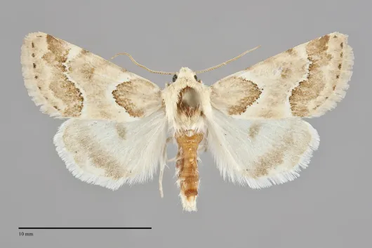 Schinia walsinghami