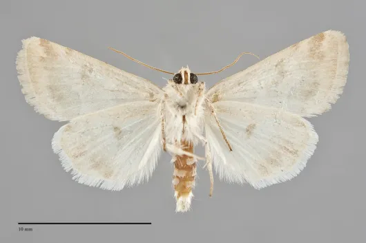 Schinia walsinghami