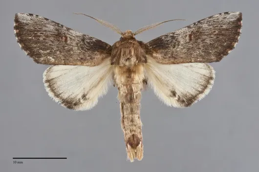Schizura ipomaeae