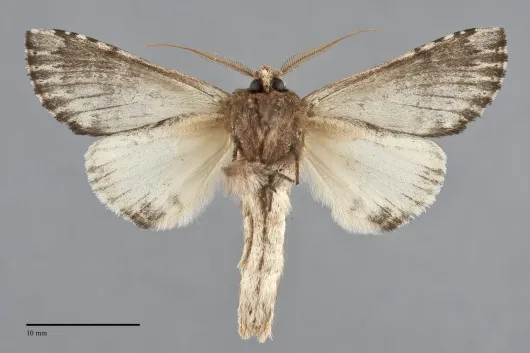 Schizura ipomaeae