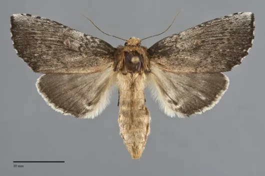 Schizura ipomaeae