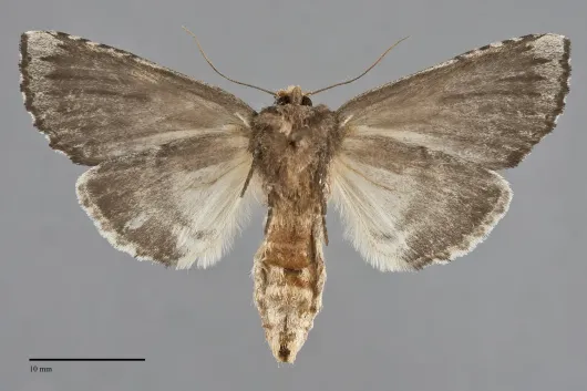 Schizura ipomaeae