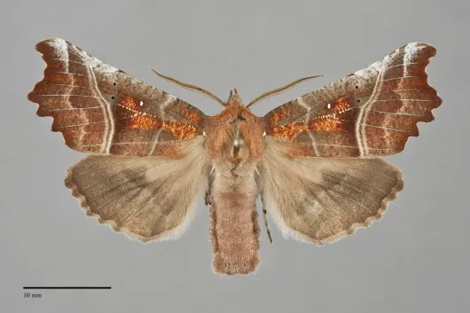 Scoliopteryx libatrix