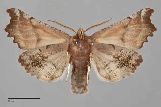 Scoliopteryx libatrix