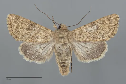 Scotogramma harnardi
