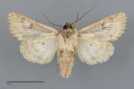 Scotogramma harnardi