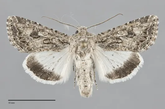 Scotogramma orida
