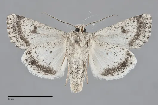 Scotogramma orida