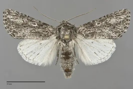 Scotogramma ptilodonta