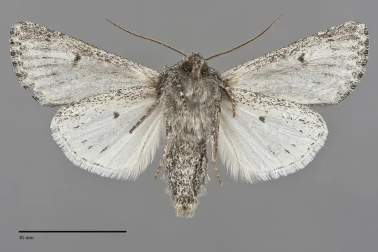 Scotogramma ptilodonta