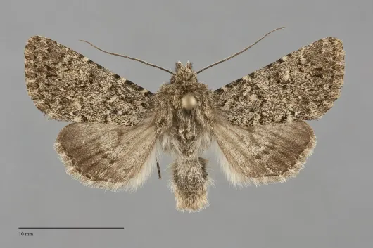 Scotogramma stretchii