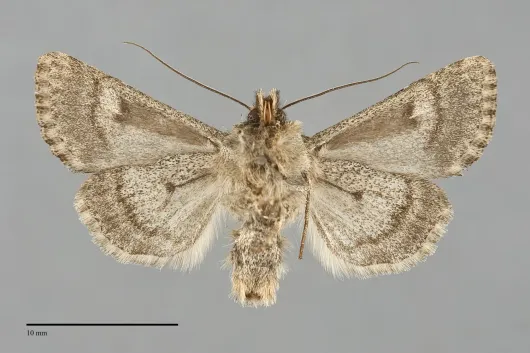 Scotogramma stretchii
