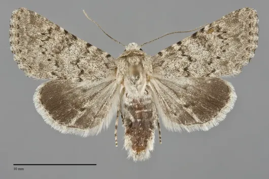 Scotogramma submarina
