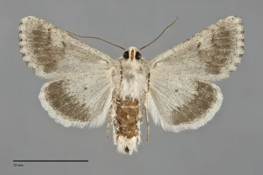 Scotogramma submarina