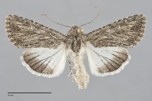Scotogramma yakima