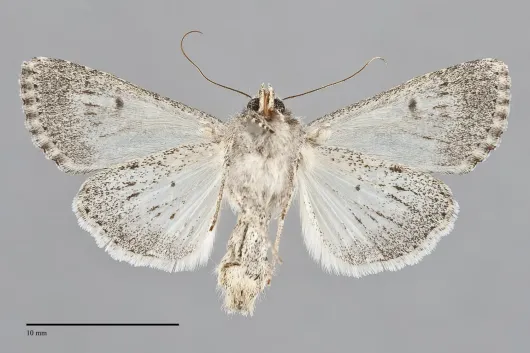 Scotogramma yakima