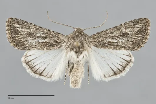 Scotogramma yakima
