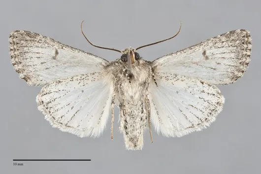 Scotogramma yakima