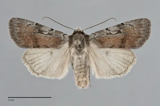 Setagrotis pallidicollis