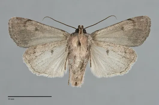Setagrotis pallidicollis