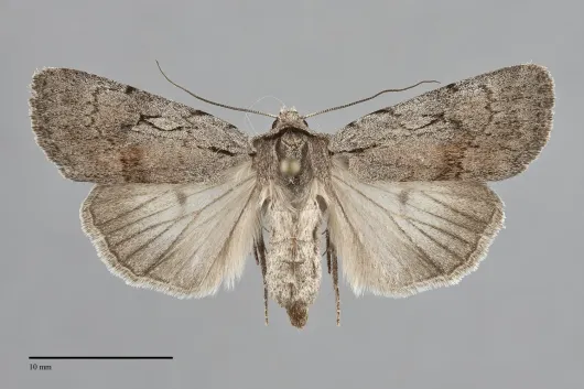 Setagrotis pallidicollis