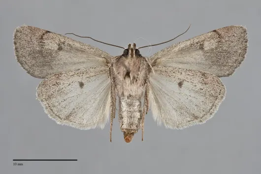 Setagrotis pallidicollis
