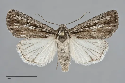 Setagrotis radiola