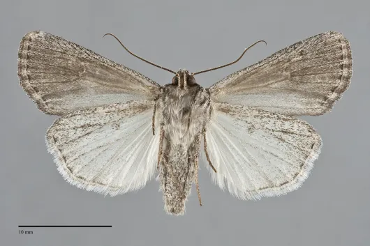 Setagrotis radiola