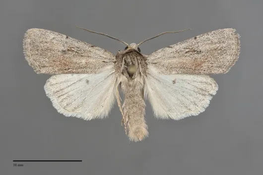 Setagrotis vocalis
