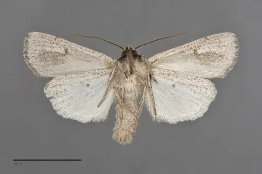 Setagrotis vocalis