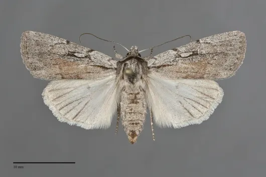 Setagrotis vocalis