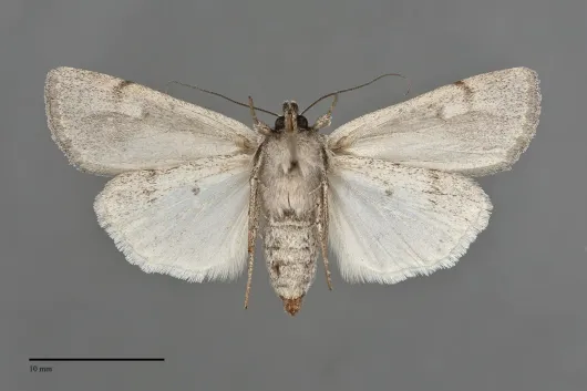 Setagrotis vocalis