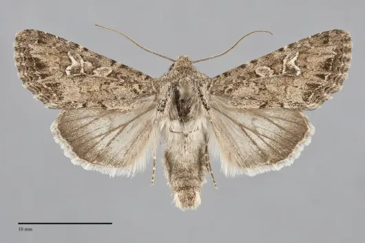 Sideridis fuscolutea