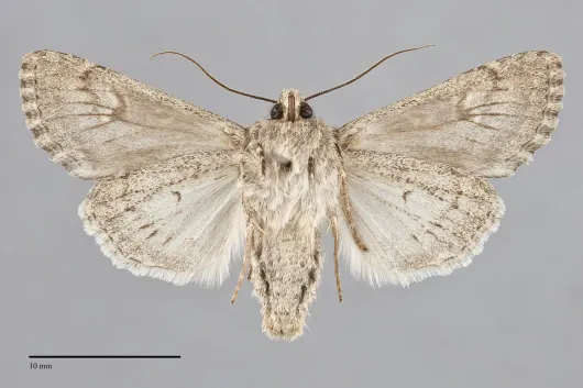 Sideridis fuscolutea