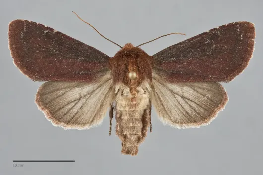 Sideridis maryx