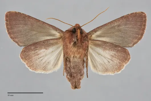 Sideridis maryx